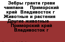 Зебры гранта,греви,чампана. - Приморский край, Владивосток г. Животные и растения » Другие животные   . Приморский край,Владивосток г.